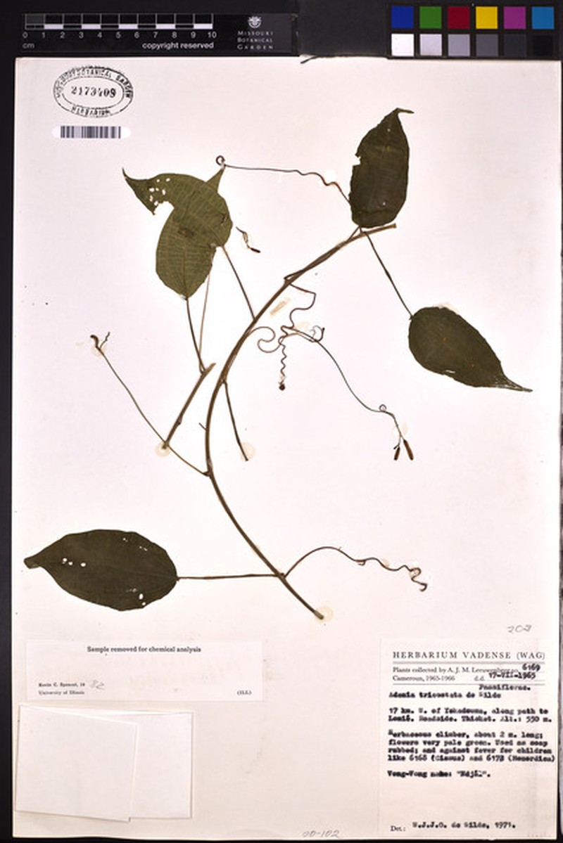Adenia tricostata photo 8