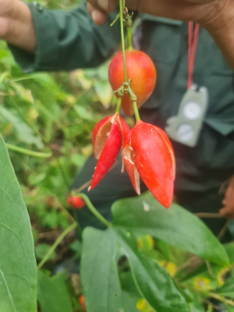 Adenia trilobata photo 3