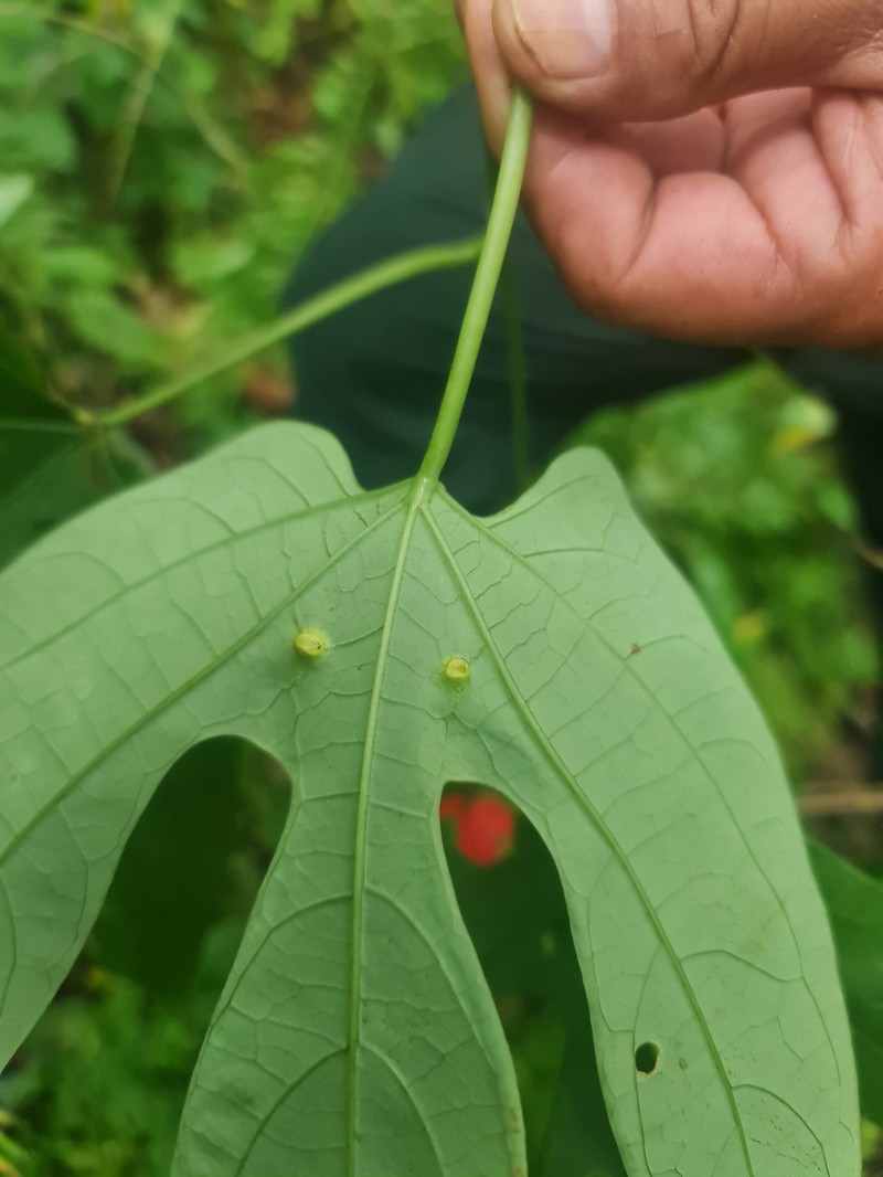 Adenia trilobata photo 4