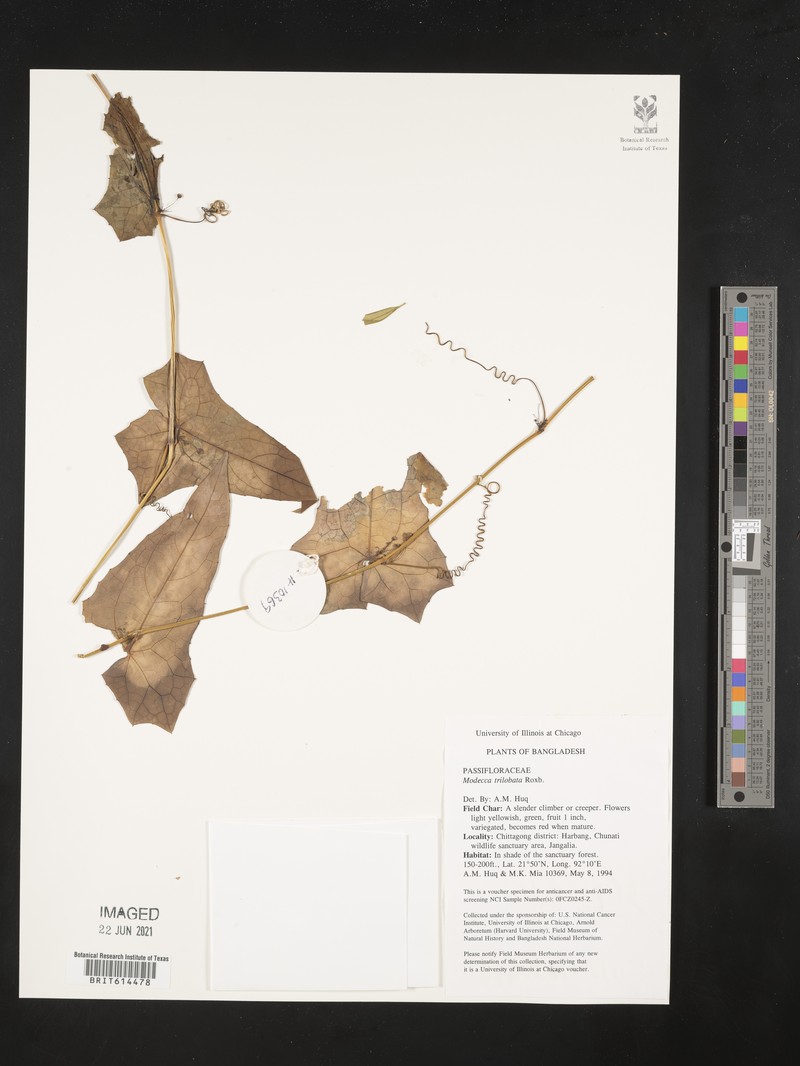 Adenia trilobata photo 5