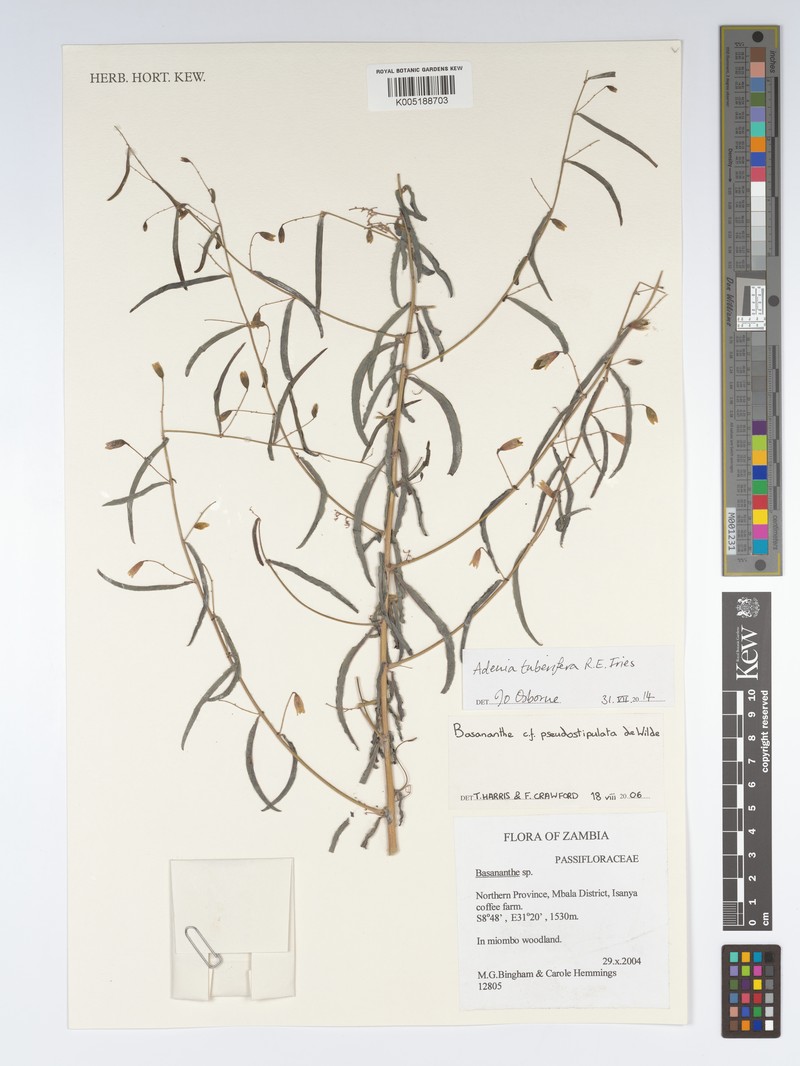 Adenia tuberifera