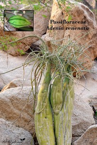 Adenia venenata