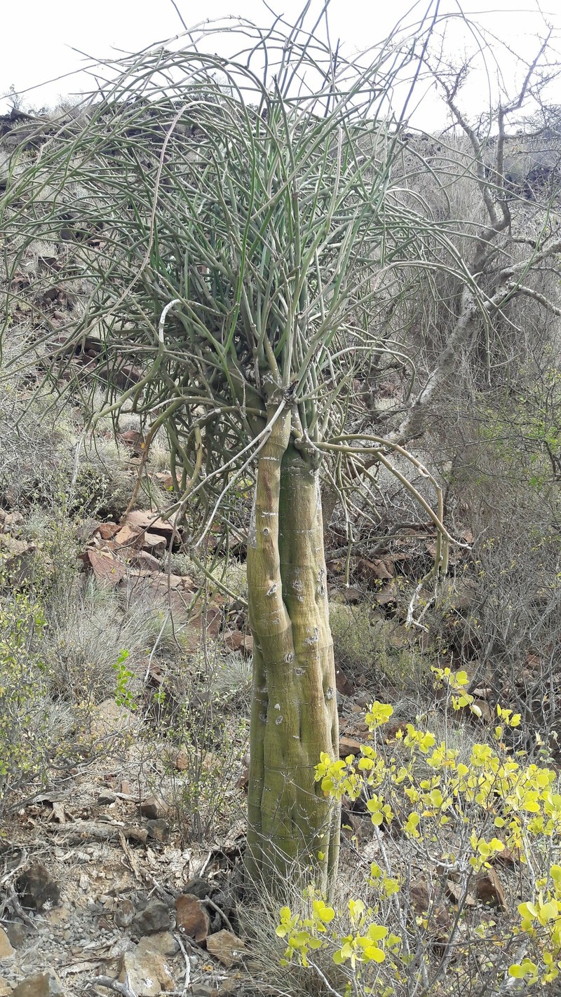 Adenia venenata photo 3