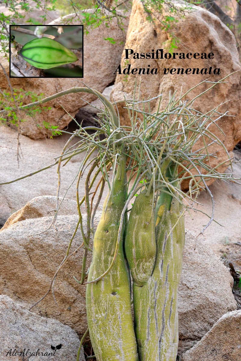 Adenia venenata photo 4