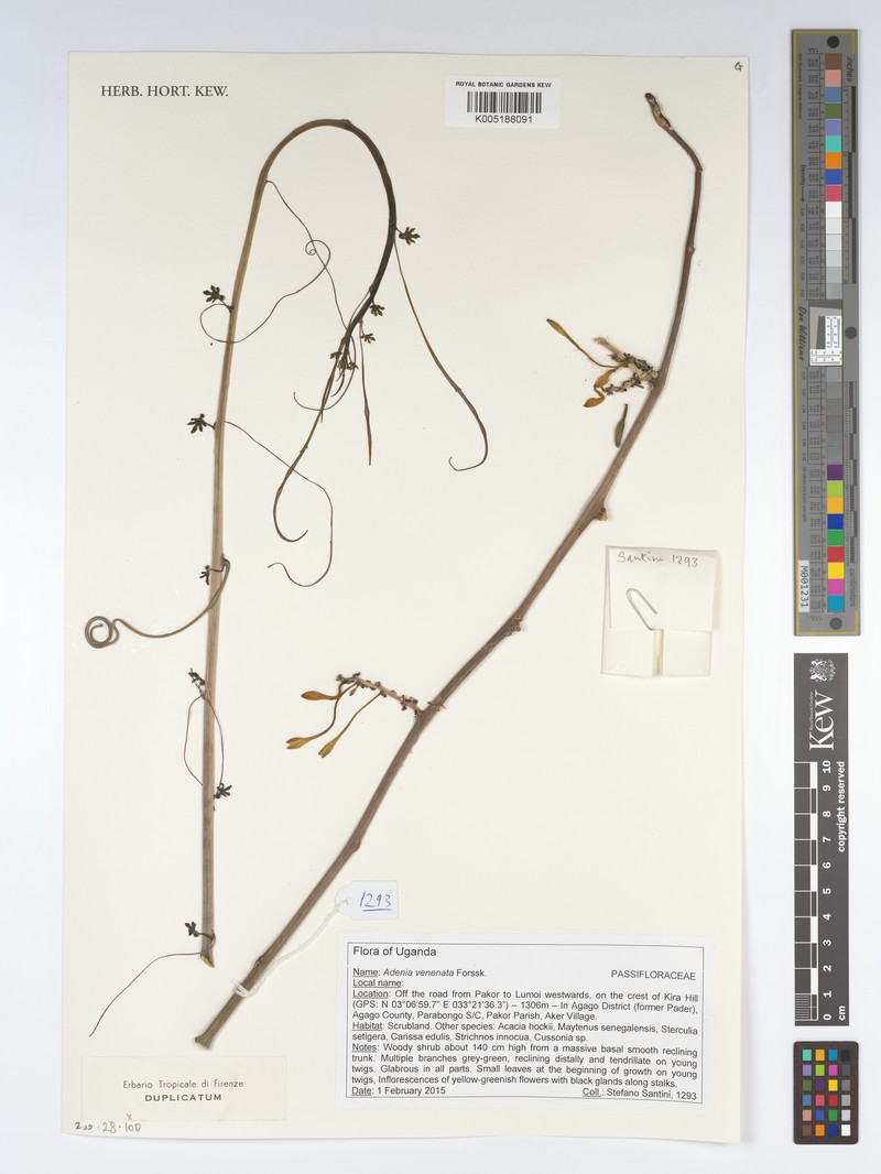 Adenia venenata photo 5