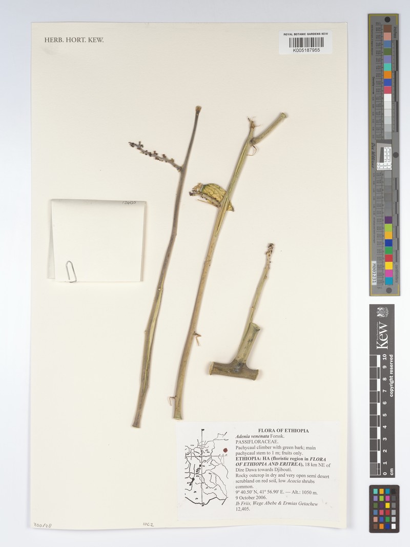 Adenia venenata photo 6