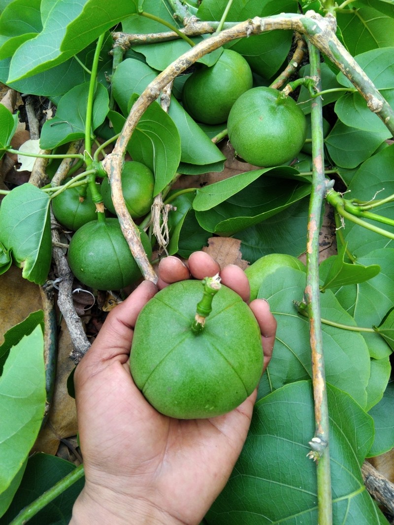 Adenia viridiflora