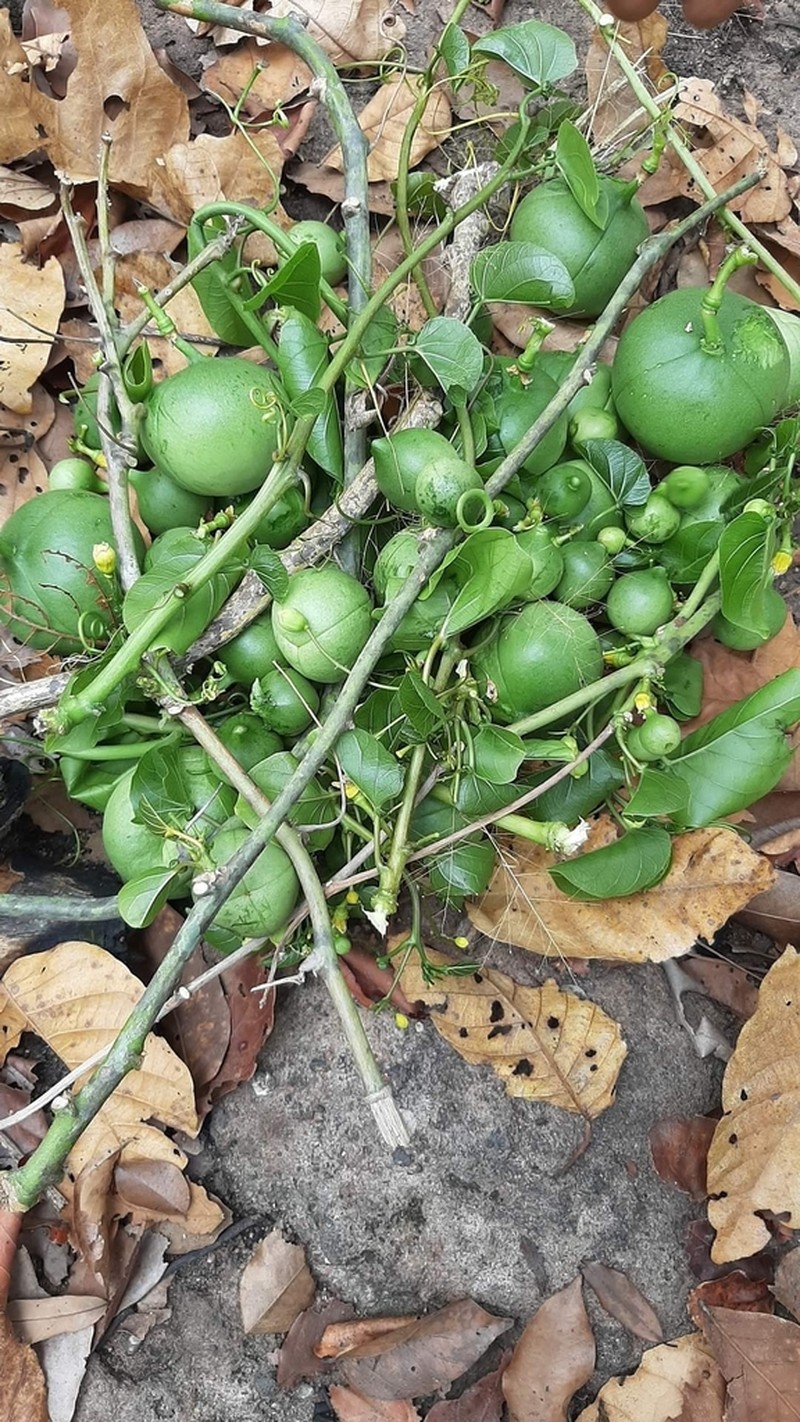 Adenia viridiflora photo 2