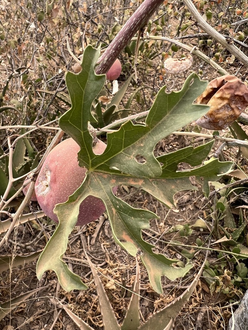 Adenia volkensii photo 2