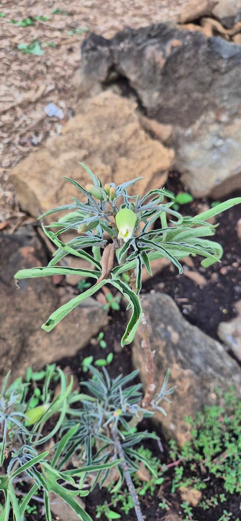 Adenia volkensii photo 3