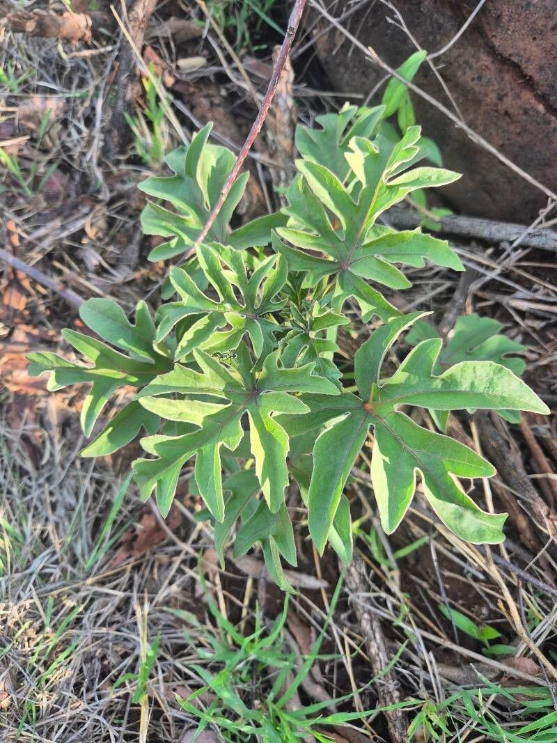 Adenia volkensii photo 4