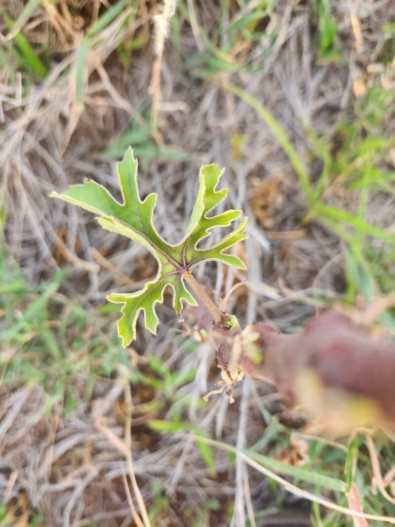 Adenia volkensii photo 7