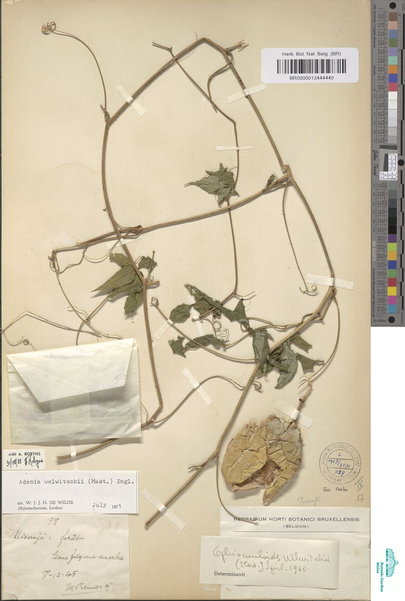 Adenia welwitschii