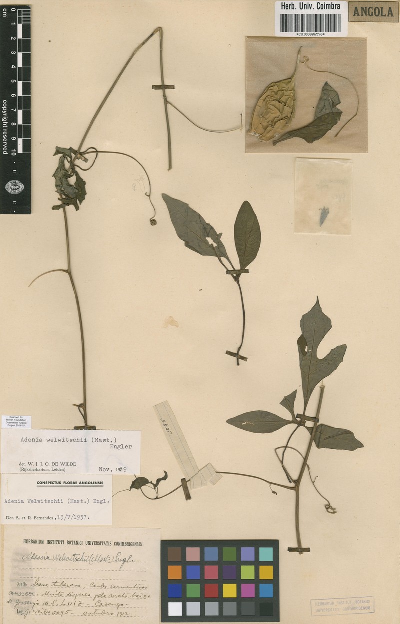 Adenia welwitschii photo 2