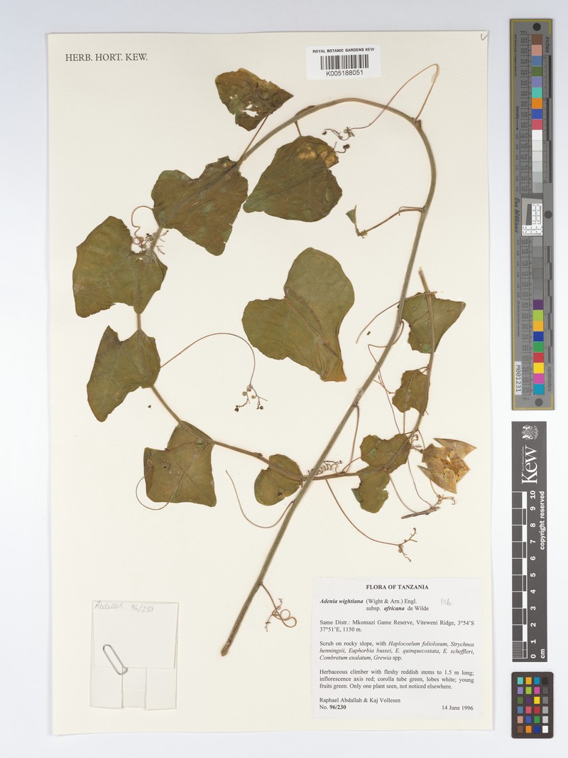 Adenia wightiana