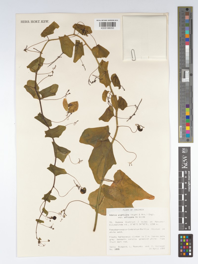 Adenia wightiana photo 2