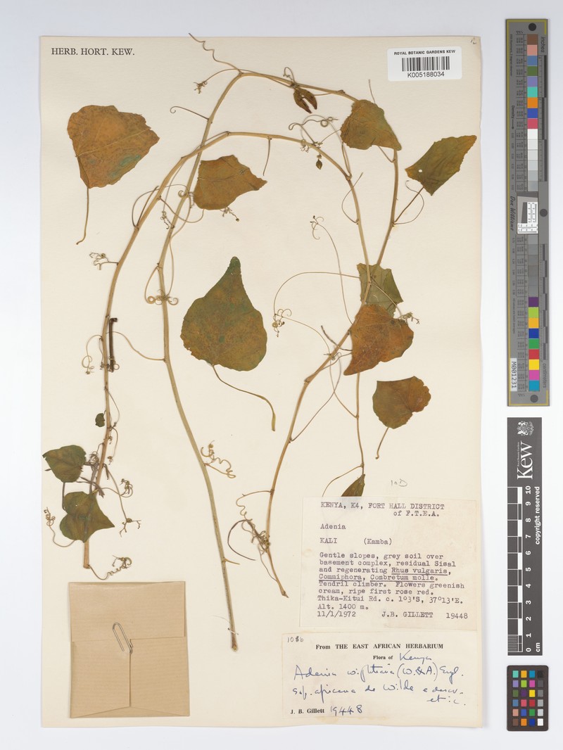 Adenia wightiana photo 3
