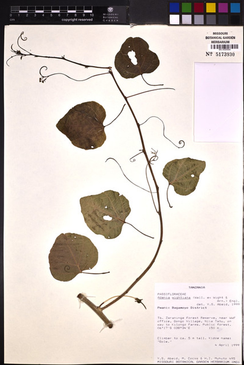 Adenia wightiana photo 4