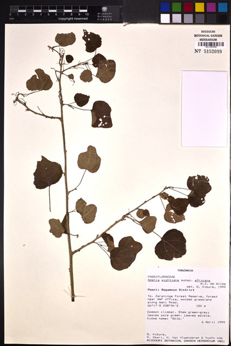 Adenia wightiana photo 5