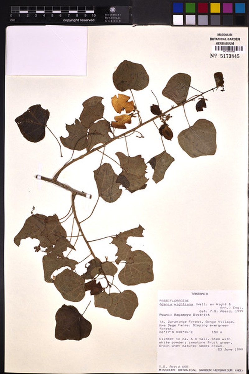 Adenia wightiana photo 6