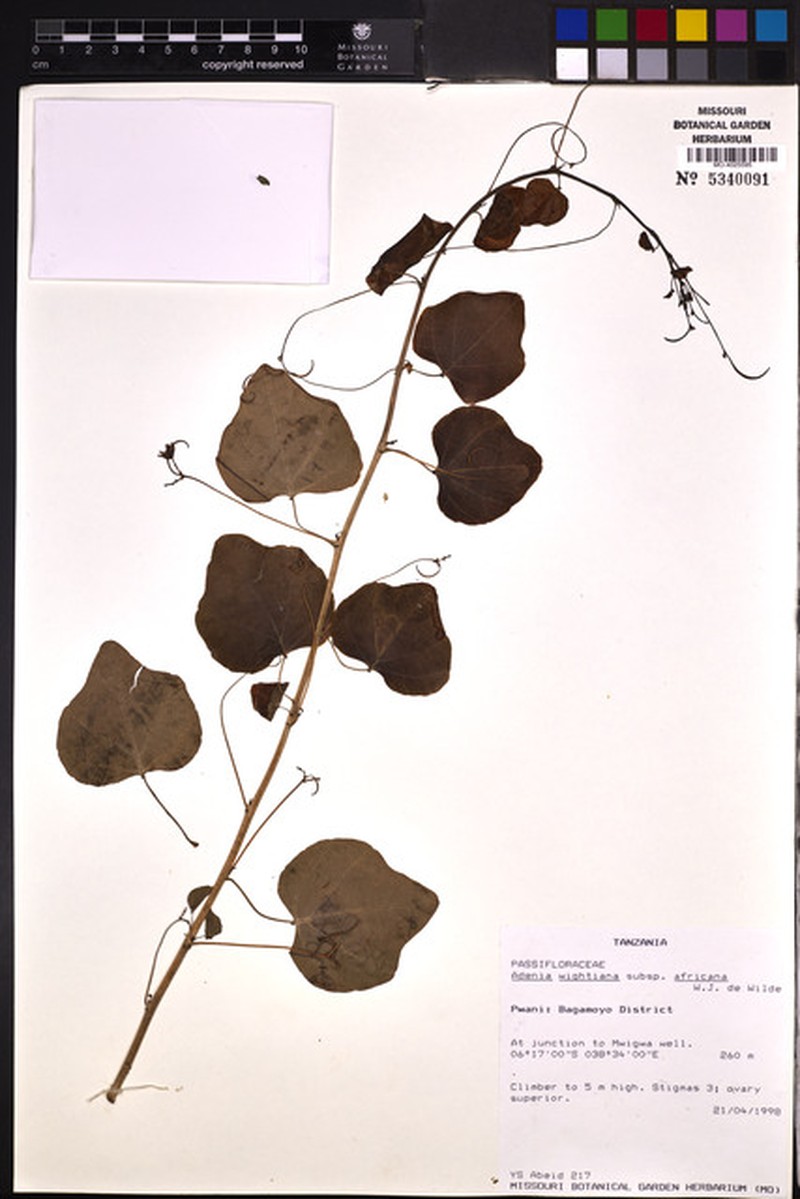 Adenia wightiana photo 7