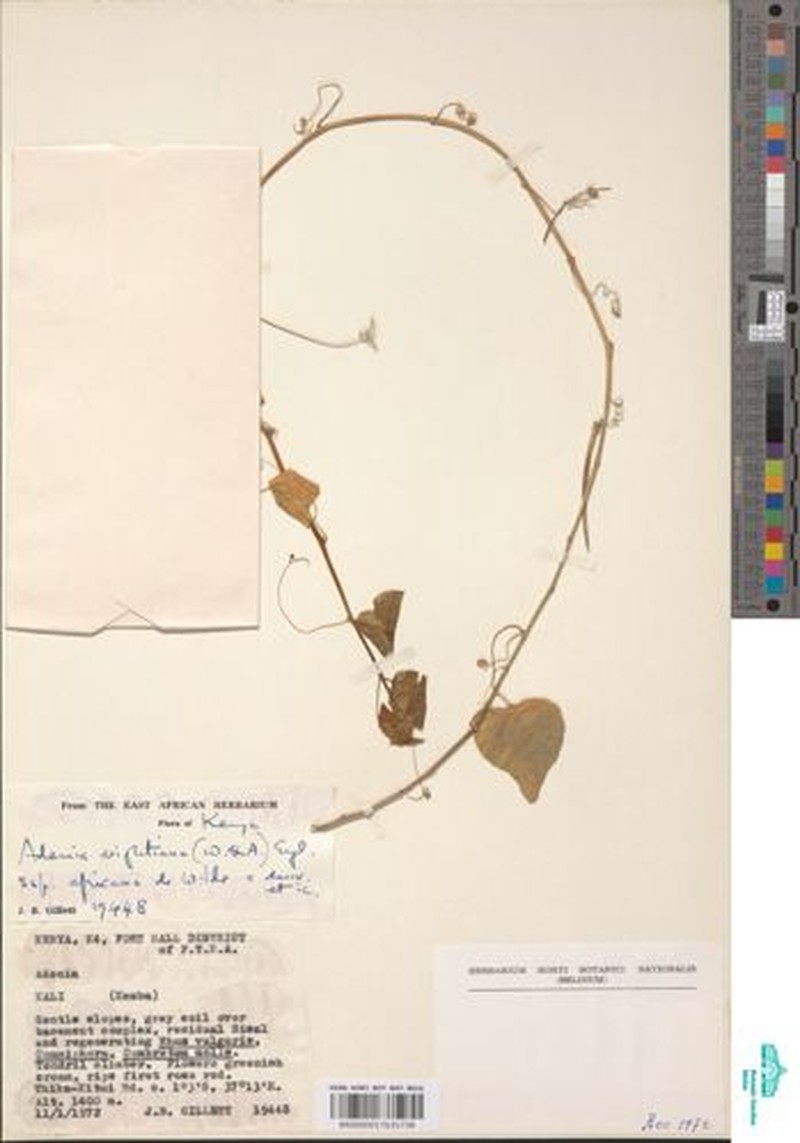 Adenia wightiana photo 8