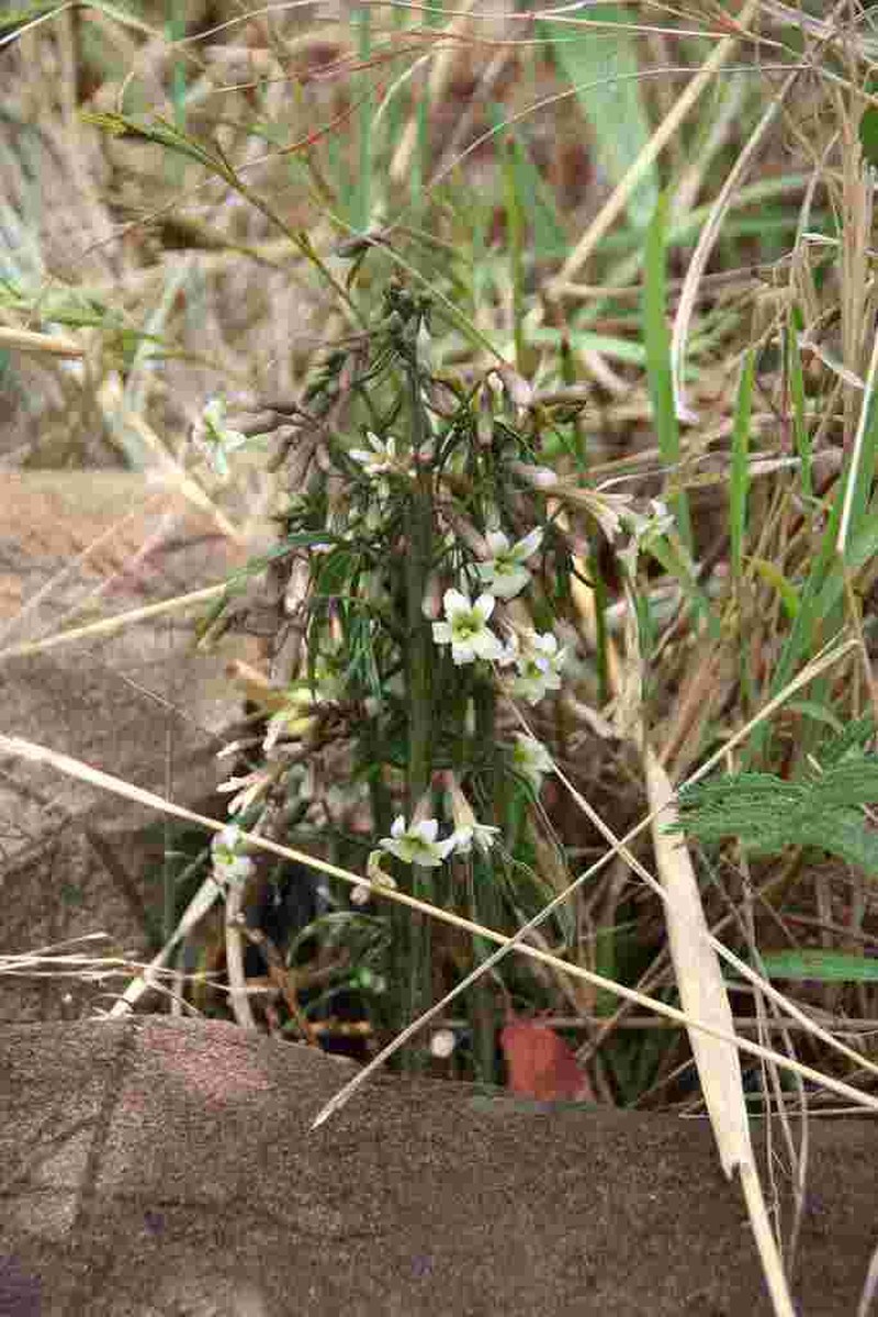 Adenia wilmsii