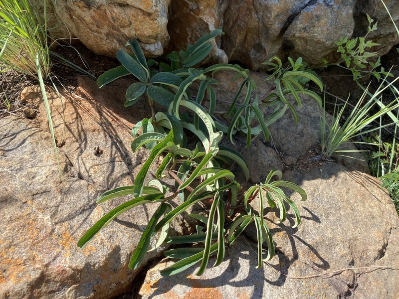 Adenia wilmsii photo 2