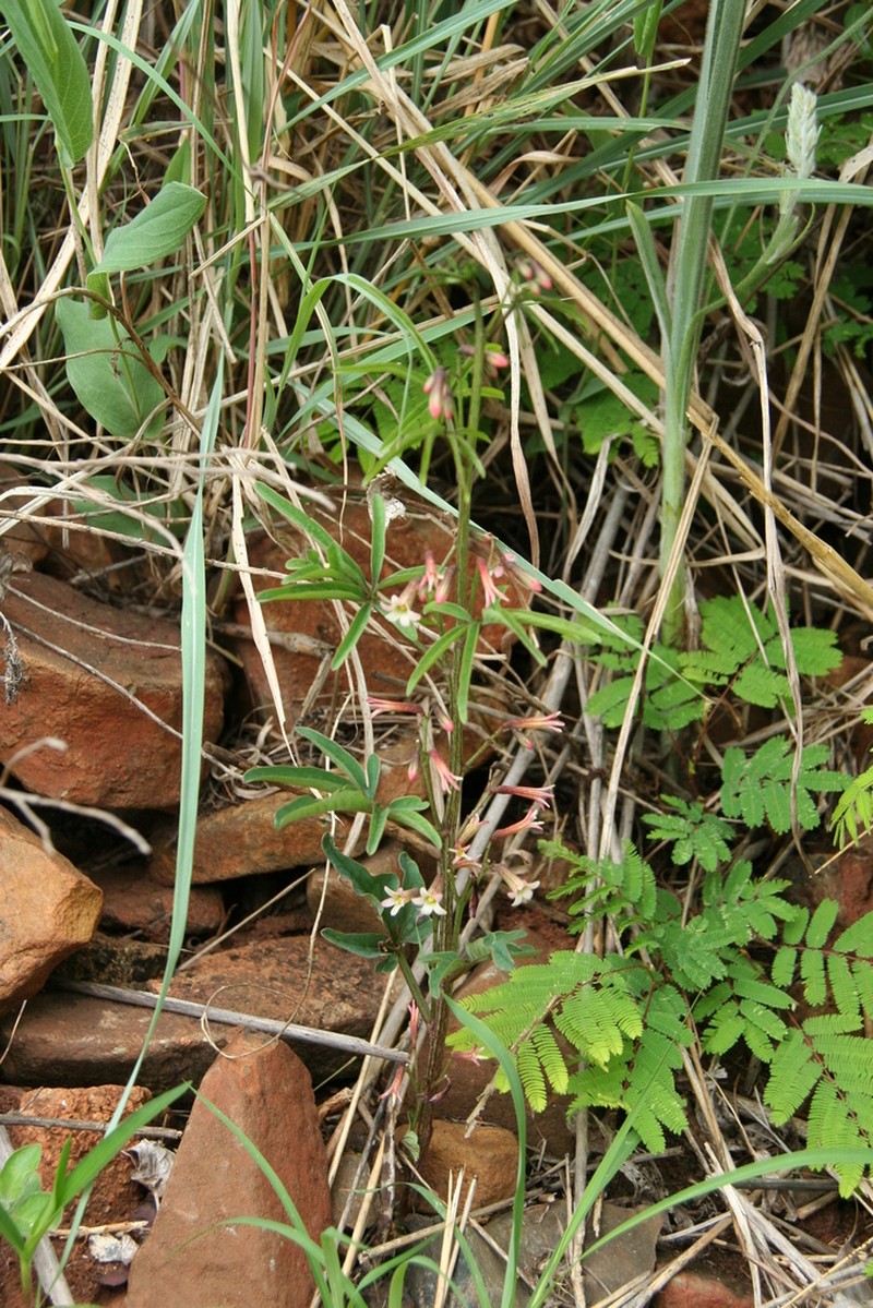 Adenia wilmsii photo 3