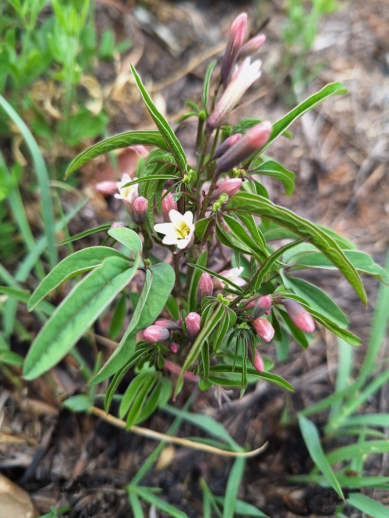 Adenia wilmsii photo 6