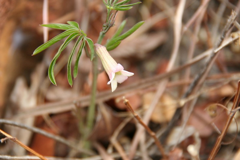 Adenia wilmsii photo 7