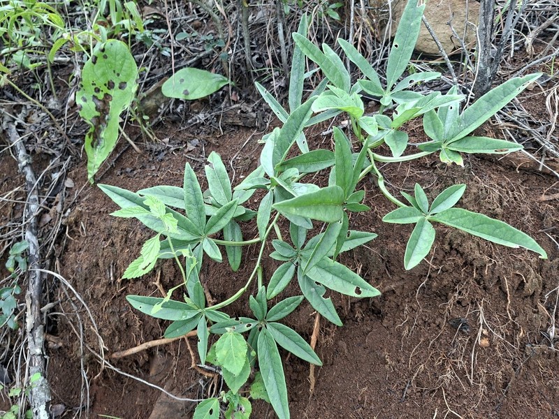 Adenia wilmsii photo 8