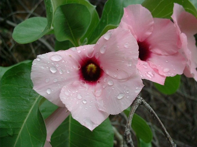 Adenium boehmianum photo 2