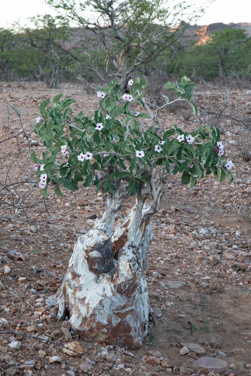 Adenium boehmianum photo 3