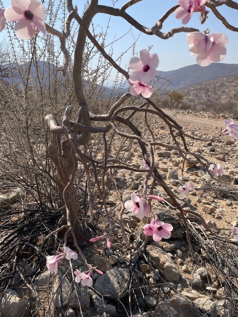 Adenium boehmianum photo 4