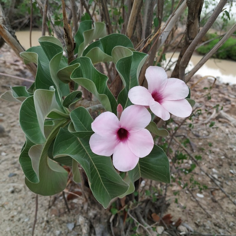 Adenium boehmianum photo 5