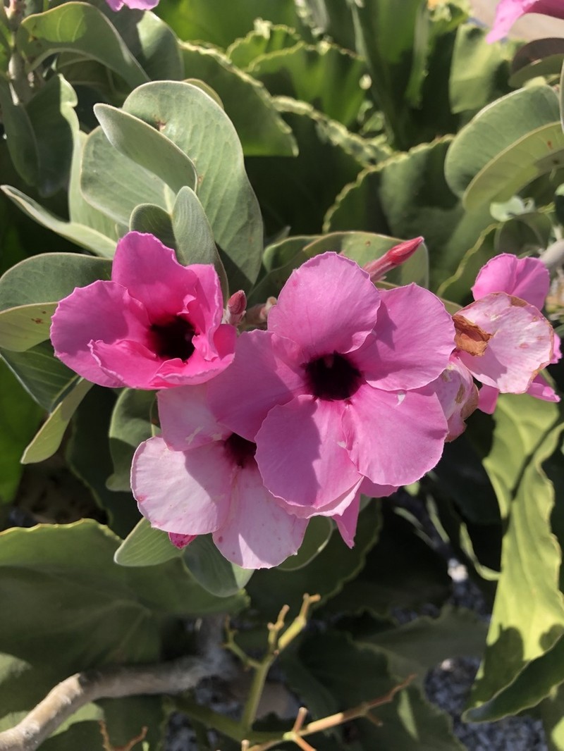 Adenium boehmianum photo 6
