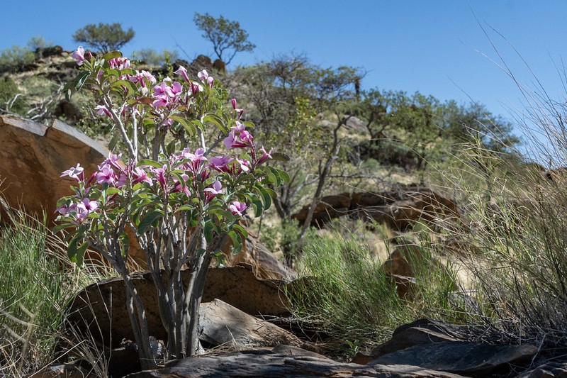 Adenium boehmianum photo 7