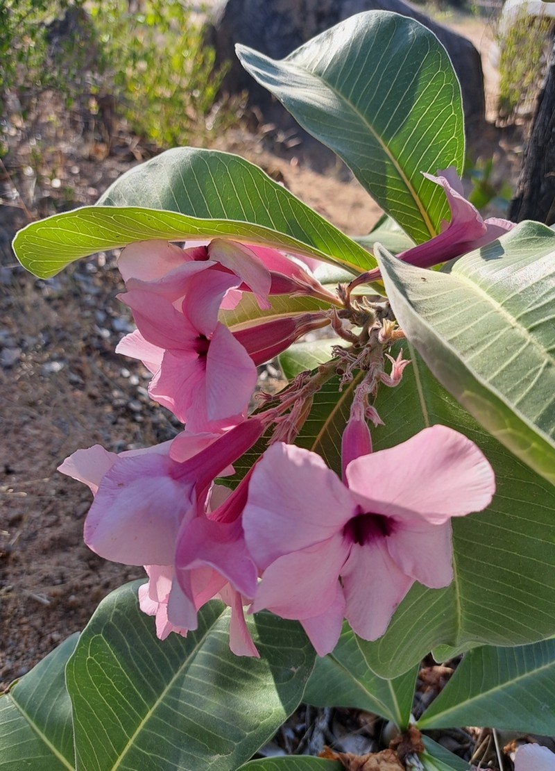 Adenium boehmianum photo 8