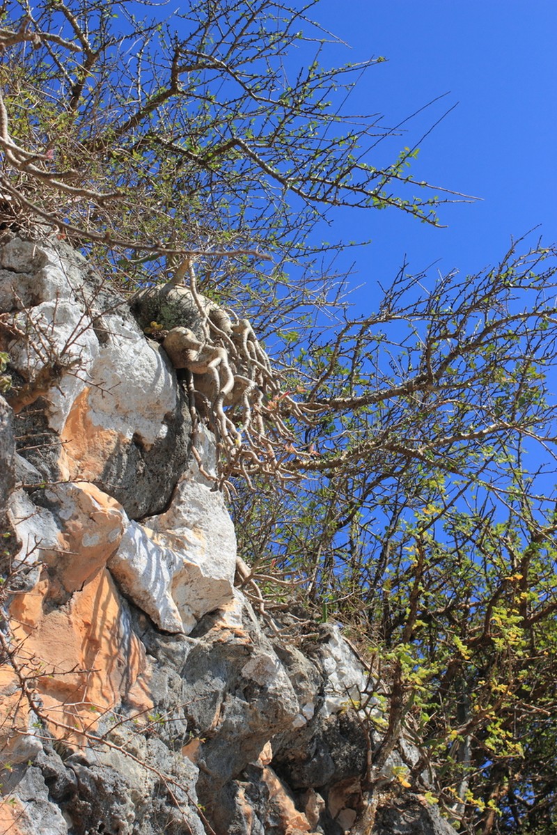 Adenium dhofarense