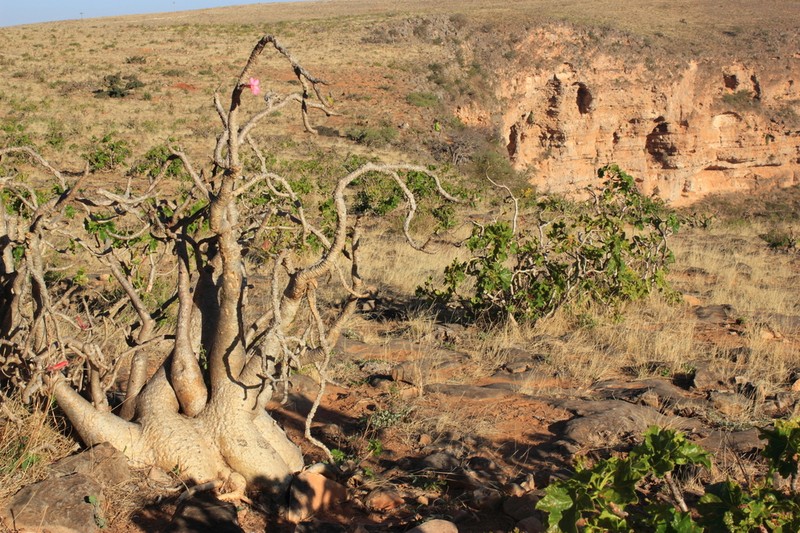 Adenium dhofarense photo 2