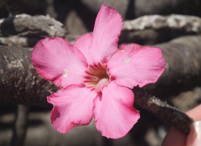 Adenium dhofarense photo 3