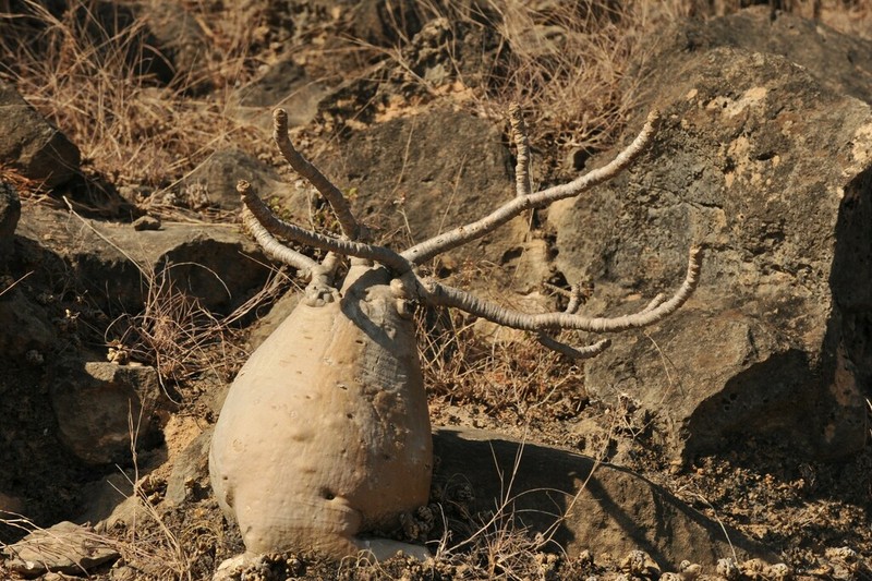 Adenium dhofarense photo 4