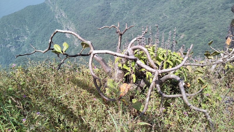 Adenium dhofarense photo 5
