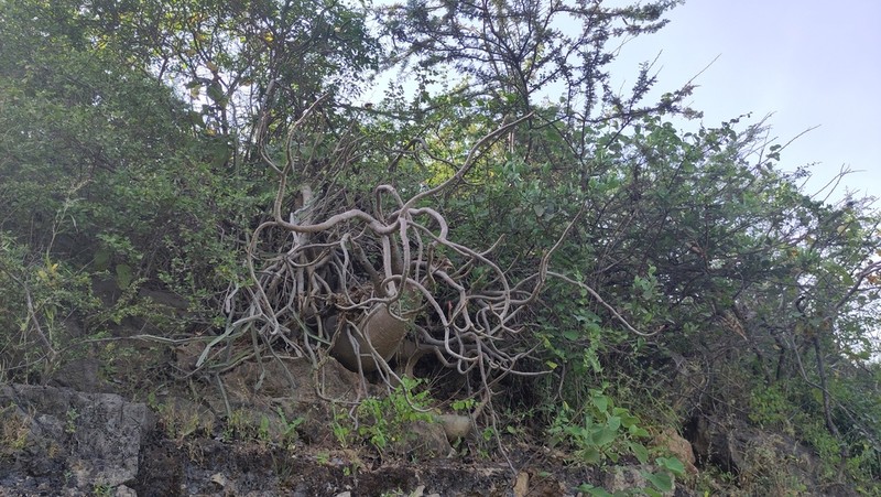 Adenium dhofarense photo 6