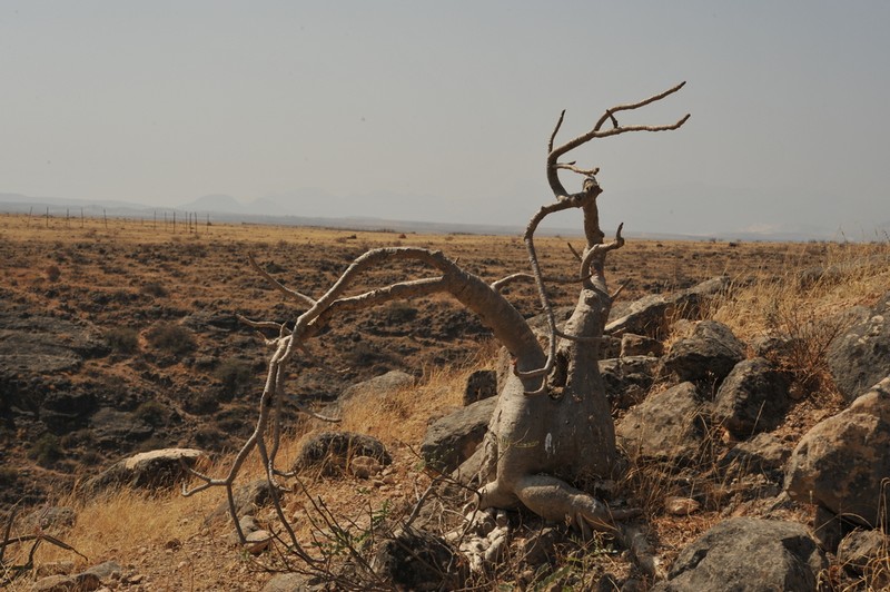 Adenium dhofarense photo 7