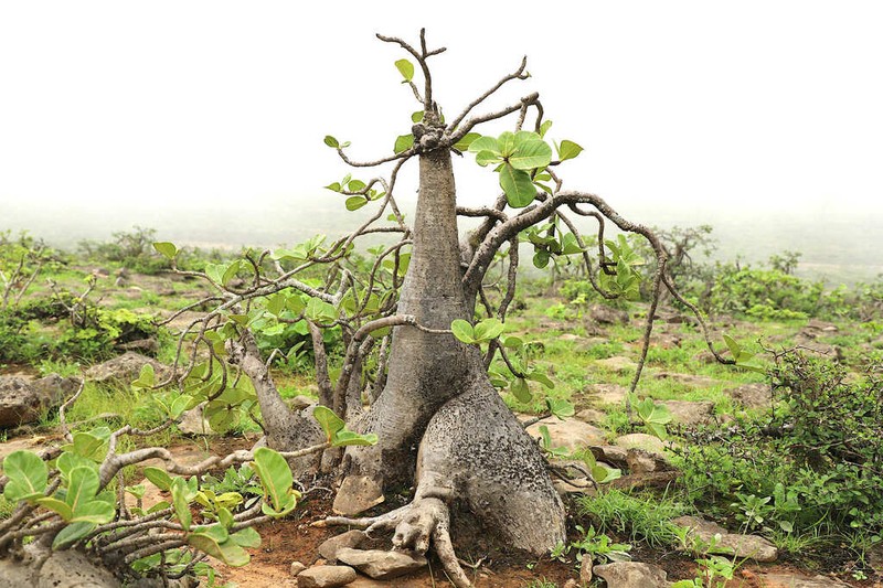 Adenium dhofarense photo 8