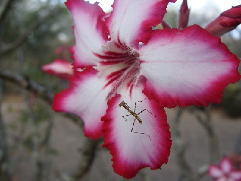 Adenium multiflorum photo 2