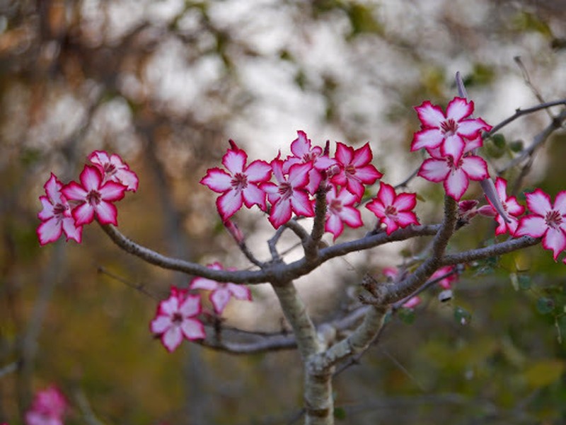 Adenium multiflorum photo 3