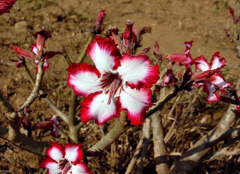 Adenium multiflorum photo 4